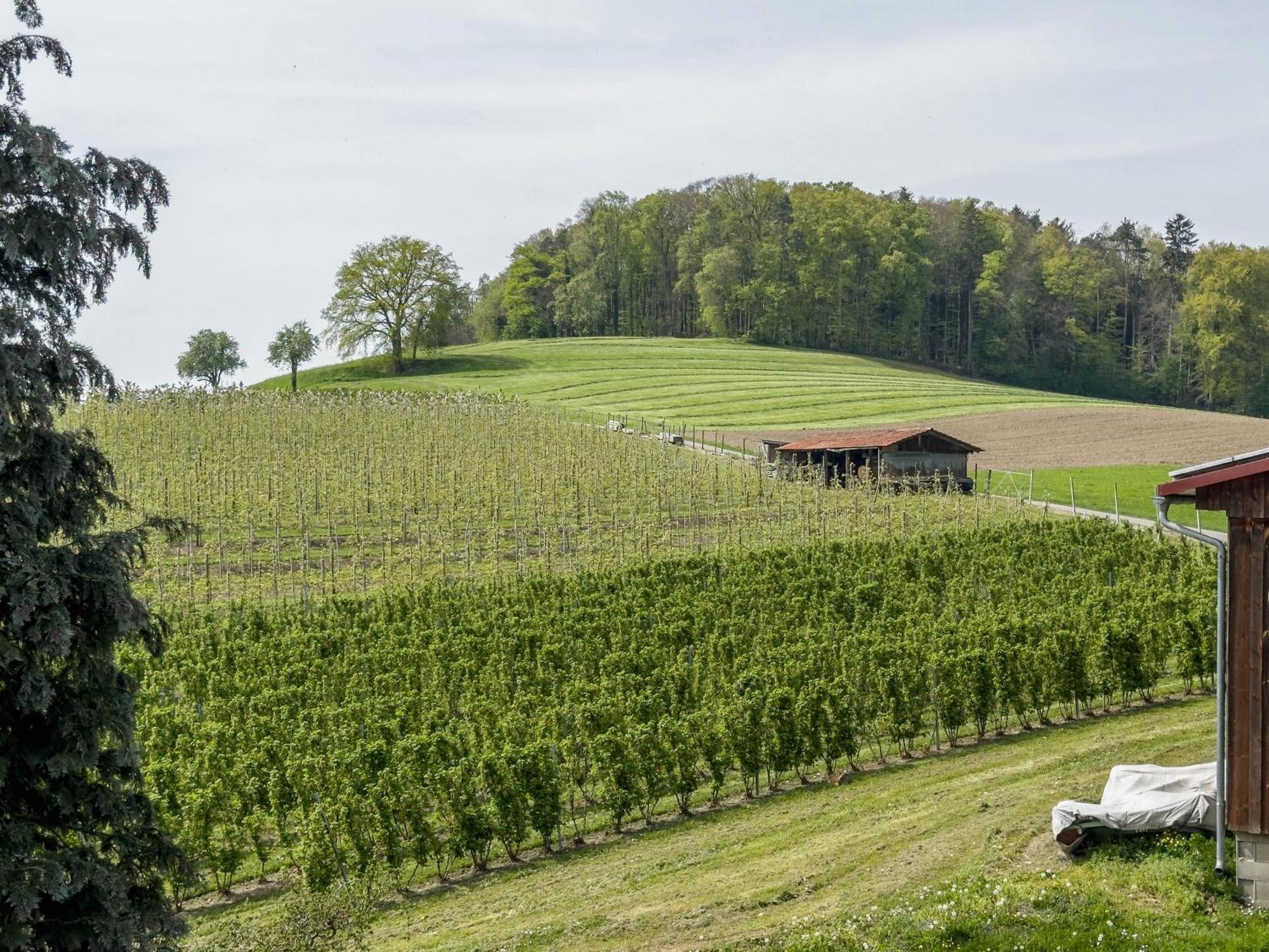 Ferienwohnung Lang Kressbronn am Bodensee Dış mekan fotoğraf