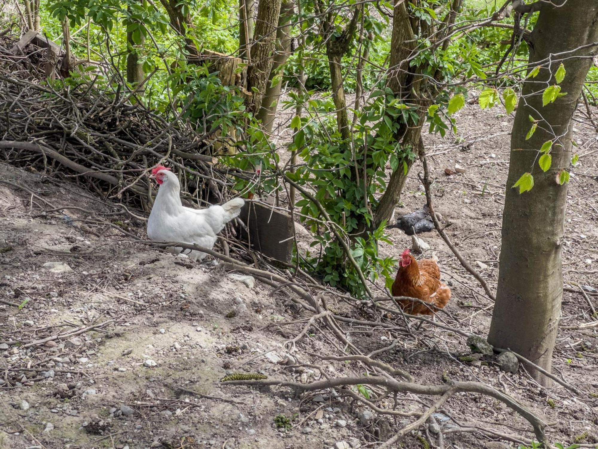 Ferienwohnung Lang Kressbronn am Bodensee Dış mekan fotoğraf